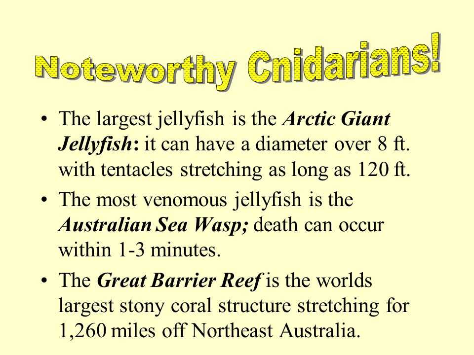 The largest jellyfish is the Arctic Giant Jellyfish: it can have a diameter over 8 ft.