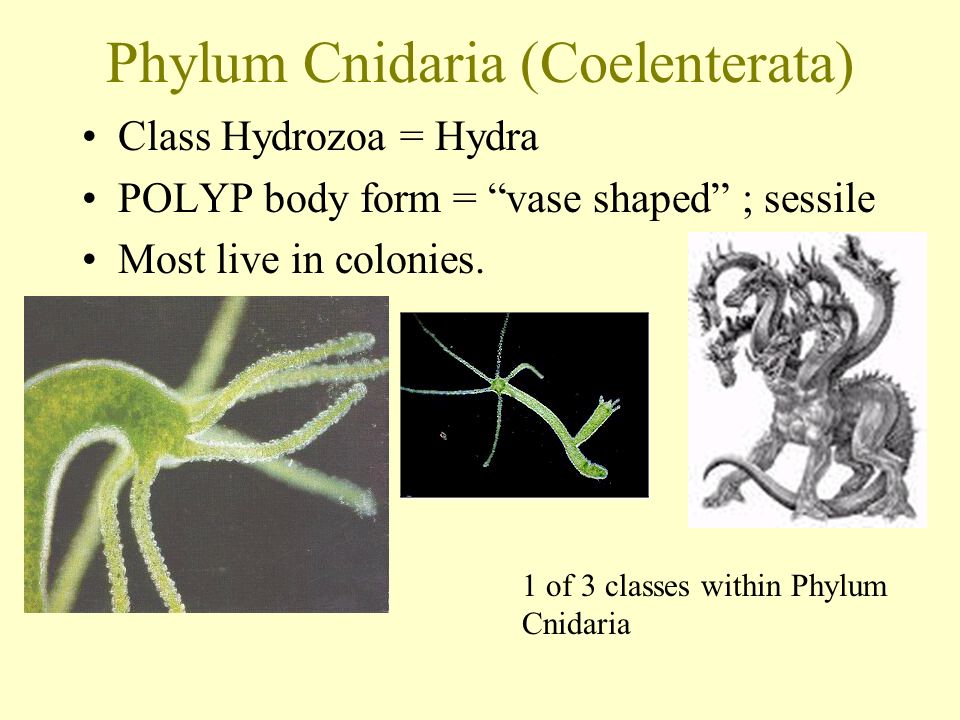 Phylum Cnidaria (Coelenterata) Class Hydrozoa = Hydra POLYP body form = vase shaped ; sessile Most live in colonies.