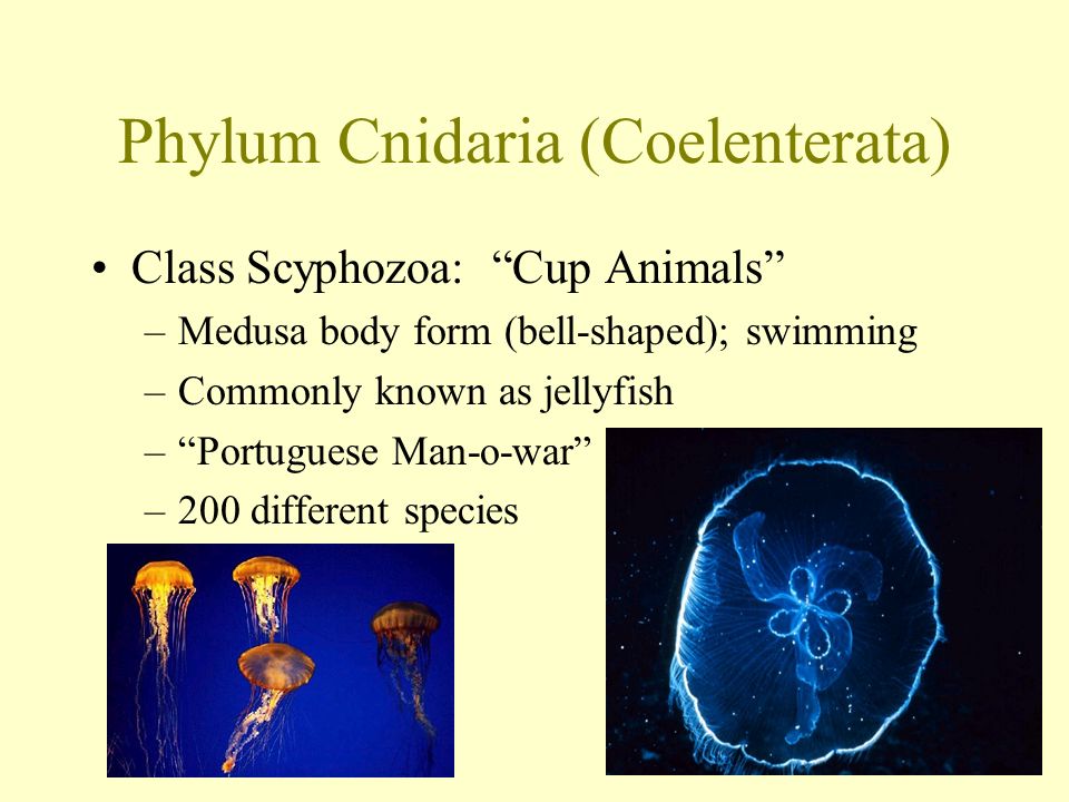 Phylum Cnidaria (Coelenterata) Class Scyphozoa: Cup Animals –Medusa body form (bell-shaped); swimming –Commonly known as jellyfish – Portuguese Man-o-war –200 different species