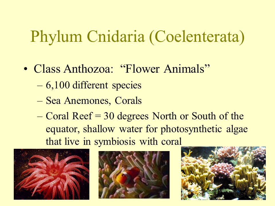 Phylum Cnidaria (Coelenterata) Class Anthozoa: Flower Animals –6,100 different species –Sea Anemones, Corals –Coral Reef = 30 degrees North or South of the equator, shallow water for photosynthetic algae that live in symbiosis with coral