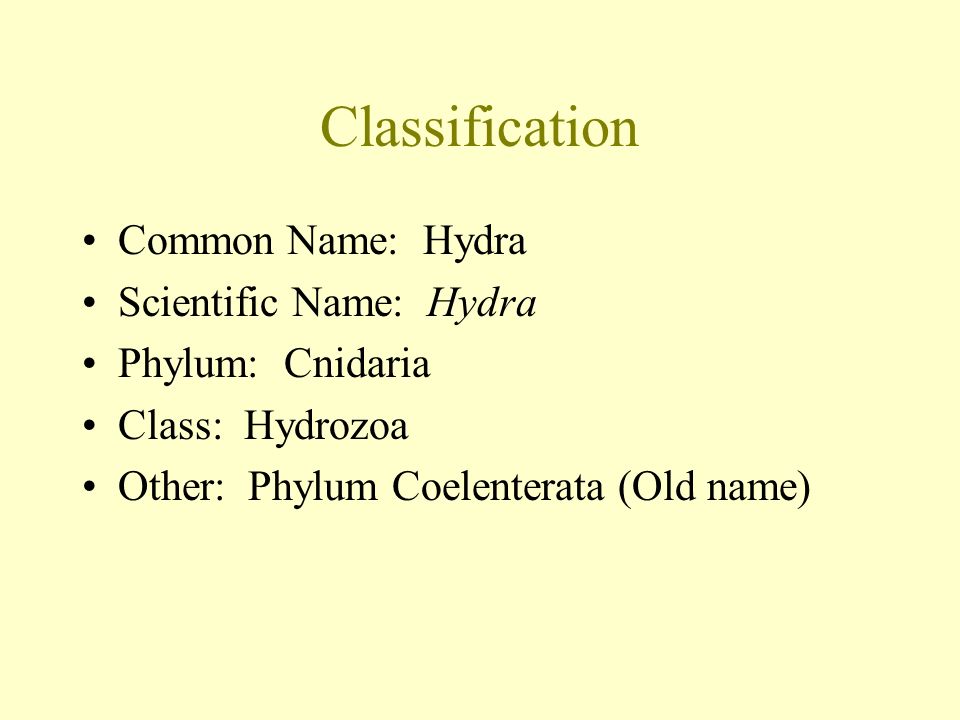 Classification Common Name: Hydra Scientific Name: Hydra Phylum: Cnidaria Class: Hydrozoa Other: Phylum Coelenterata (Old name)