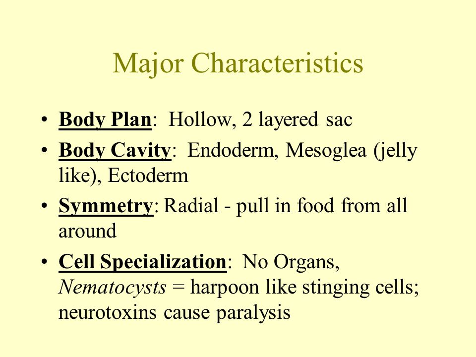 Major Characteristics Body Plan: Hollow, 2 layered sac Body Cavity: Endoderm, Mesoglea (jelly like), Ectoderm Symmetry: Radial - pull in food from all around Cell Specialization: No Organs, Nematocysts = harpoon like stinging cells; neurotoxins cause paralysis
