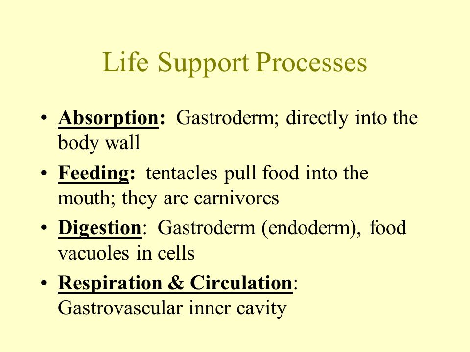 Life Support Processes Absorption: Gastroderm; directly into the body wall Feeding: tentacles pull food into the mouth; they are carnivores Digestion: Gastroderm (endoderm), food vacuoles in cells Respiration & Circulation: Gastrovascular inner cavity
