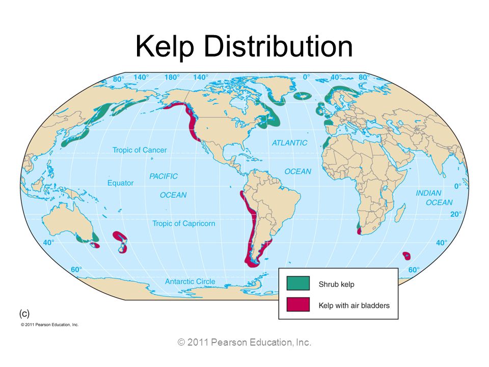 Image result for kelp distribution