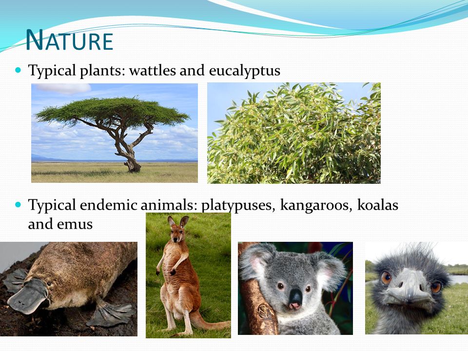 N ATURE Typical plants: wattles and eucalyptus Typical endemic animals: platypuses, kangaroos, koalas and emus