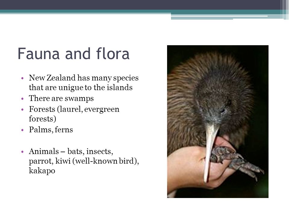 Fauna and flora New Zealand has many species that are unigue to the islands There are swamps Forests (laurel, evergreen forests) Palms, ferns Animals – bats, insects, parrot, kiwi (well-known bird), kakapo
