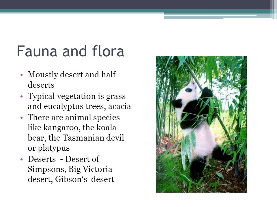 Fauna and flora Moustly desert and half- deserts Typical vegetation is grass and eucalyptus trees, acacia There are animal species like kangaroo, the koala bear, the Tasmanian devil or platypus Deserts - Desert of Simpsons, Big Victoria desert, Gibson‘s desert