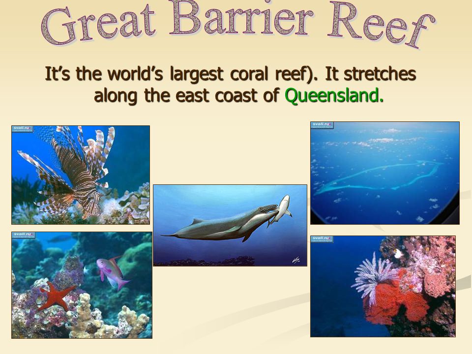 It’s the world’s largest coral reef). It stretches along the east coast of Queensland.