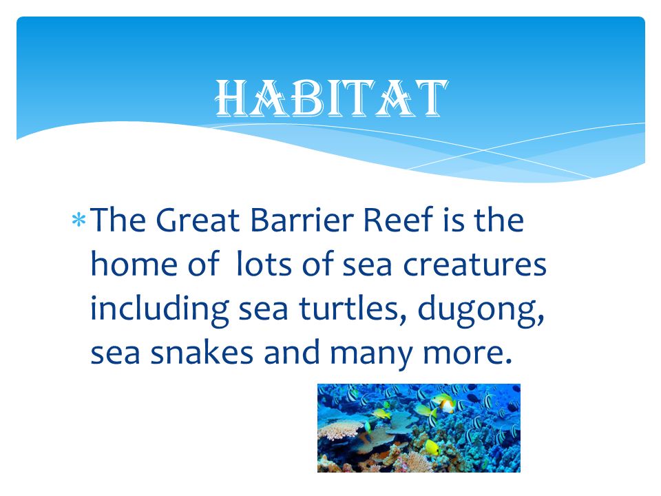  The Great Barrier Reef is the home of lots of sea creatures including sea turtles, dugong, sea snakes and many more.