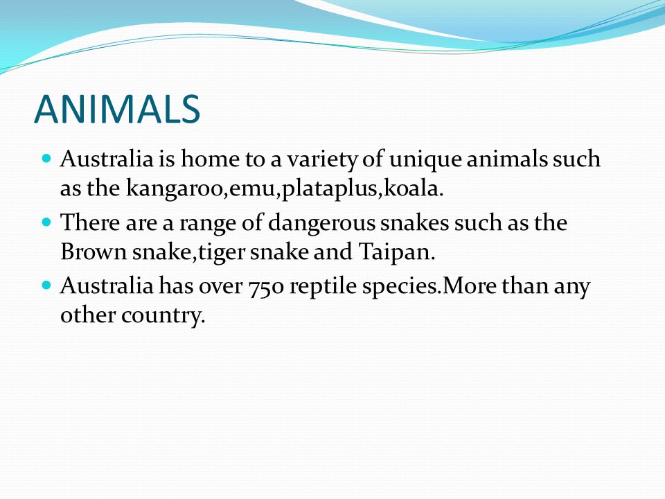 ANIMALS Australia is home to a variety of unique animals such as the kangaroo,emu,plataplus,koala.