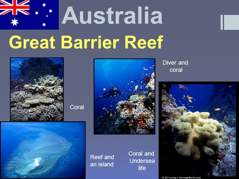 Great Barrier Reef Reef and an island Coral Coral and Undersea life Diver and coral Australia