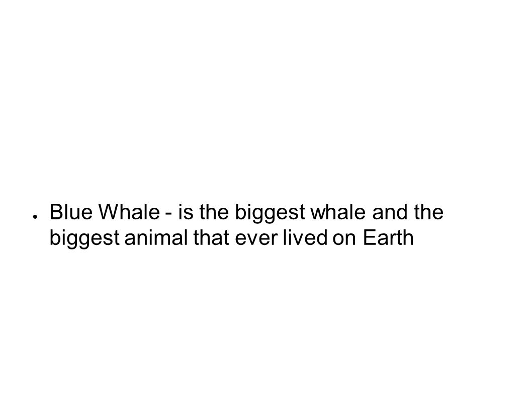 ● Blue Whale - is the biggest whale and the biggest animal that ever lived on Earth