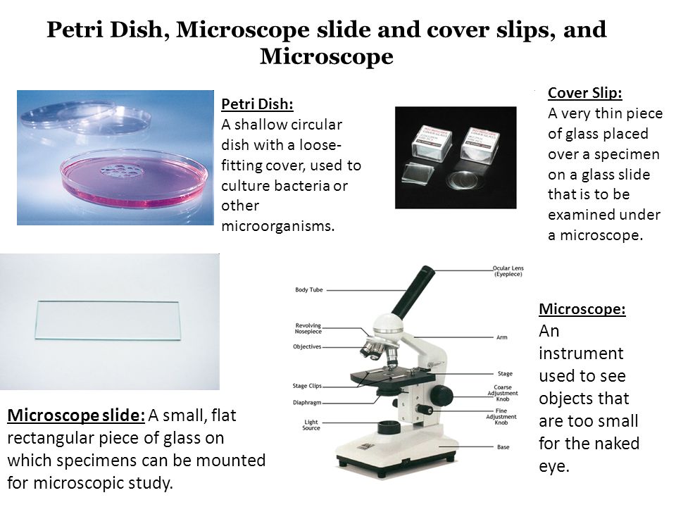 Petri Dish, Microscope slide and cover slips, and Microscope Petri Dish: A shallow circular dish with a loose- fitting cover, used to culture bacteria or other microorganisms.
