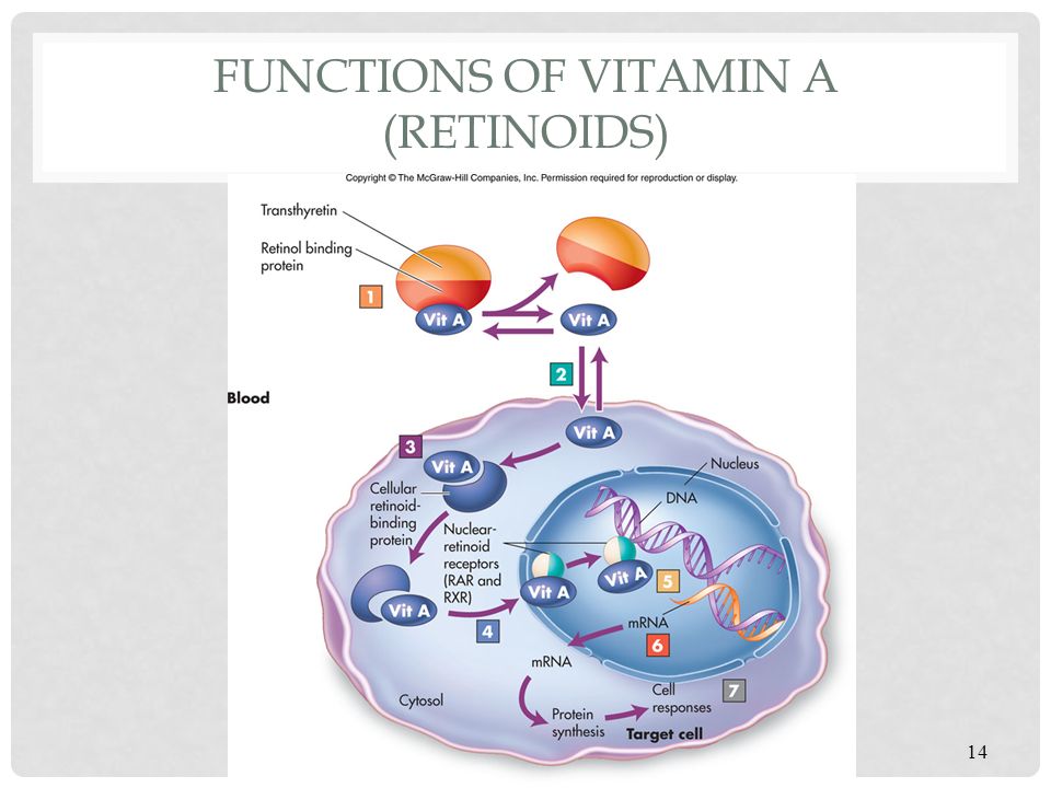 FUNCTIONS OF VITAMIN A (RETINOIDS) 14