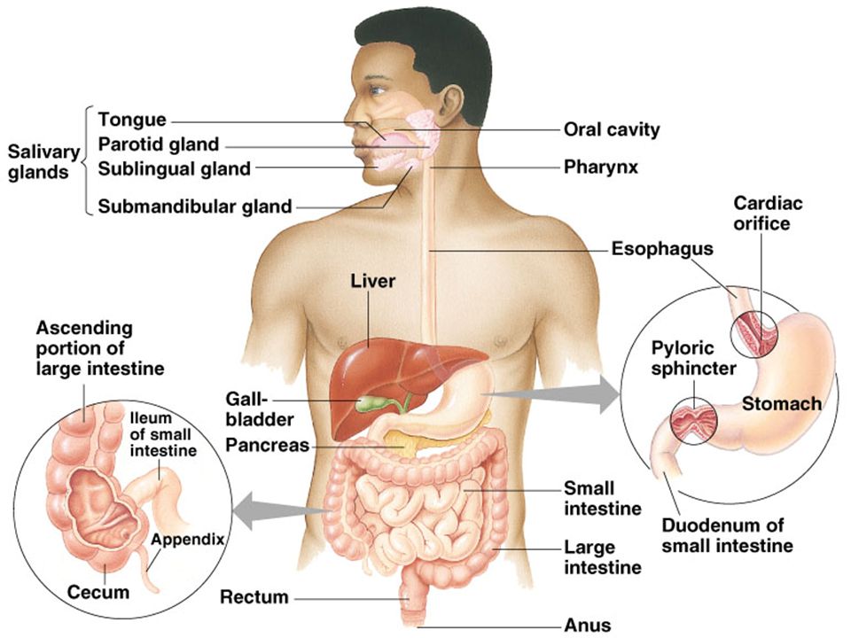DIGESTION ANIMATIONS - ppt download