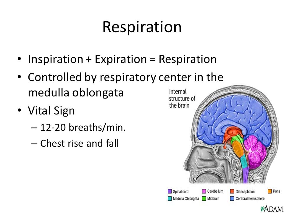 Respiration Inspiration + Expiration = Respiration Controlled by respiratory center in the medulla oblongata Vital Sign – breaths/min.