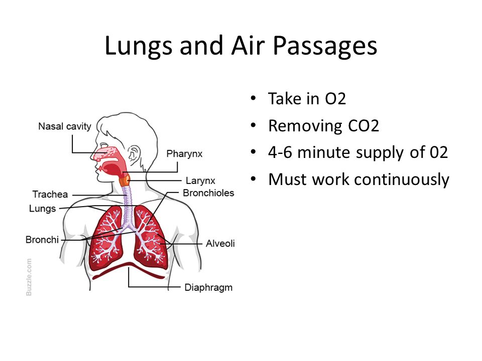 Lungs and Air Passages Take in O2 Removing CO2 4-6 minute supply of 02 Must work continuously
