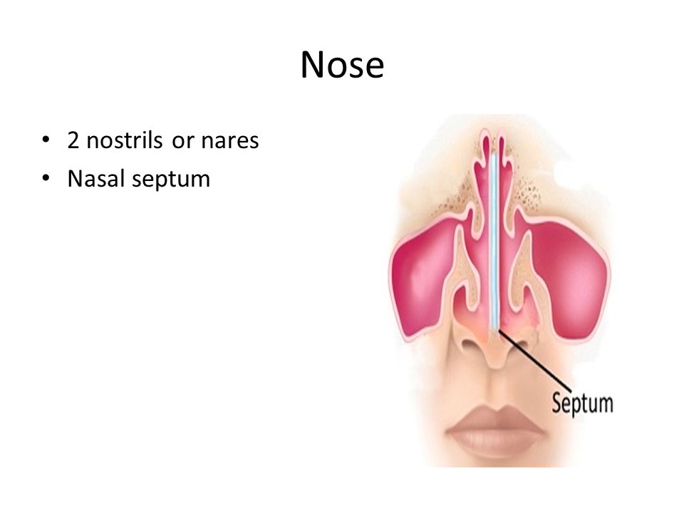 Nose 2 nostrils or nares Nasal septum