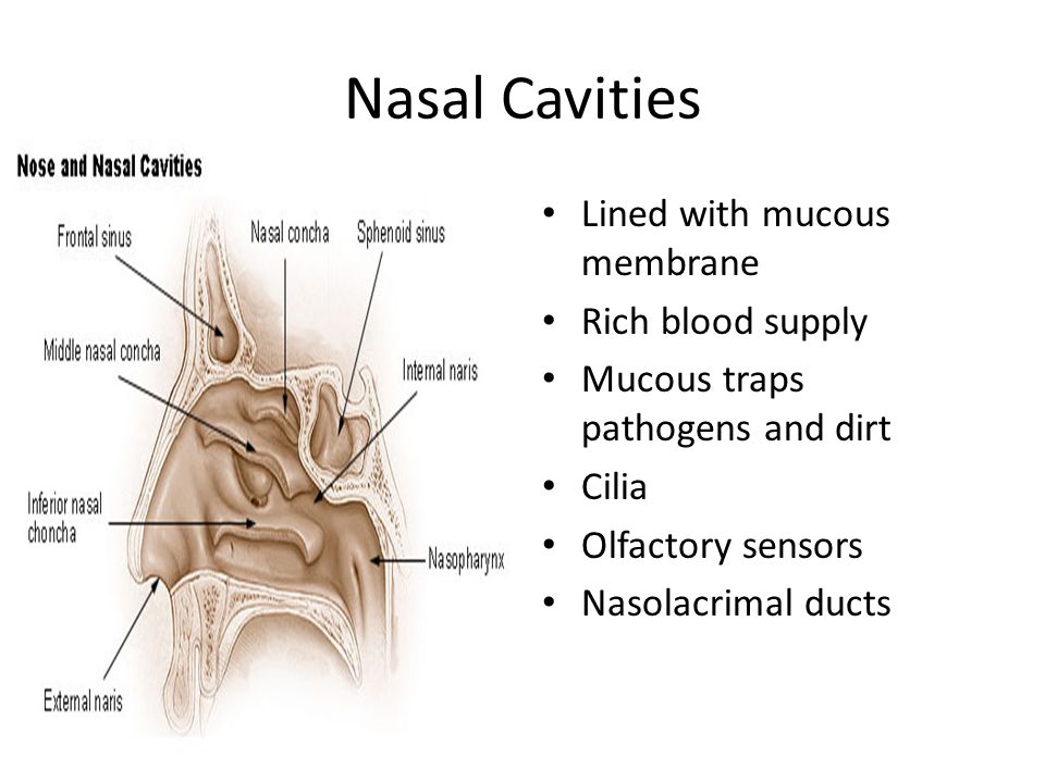 Nasal Cavities Lined with mucous membrane Rich blood supply Mucous traps pathogens and dirt Cilia Olfactory sensors Nasolacrimal ducts