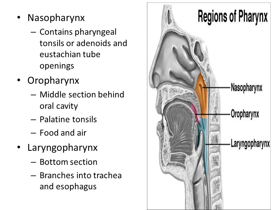 Nasopharynx – Contains pharyngeal tonsils or adenoids and eustachian tube openings Oropharynx – Middle section behind oral cavity – Palatine tonsils – Food and air Laryngopharynx – Bottom section – Branches into trachea and esophagus