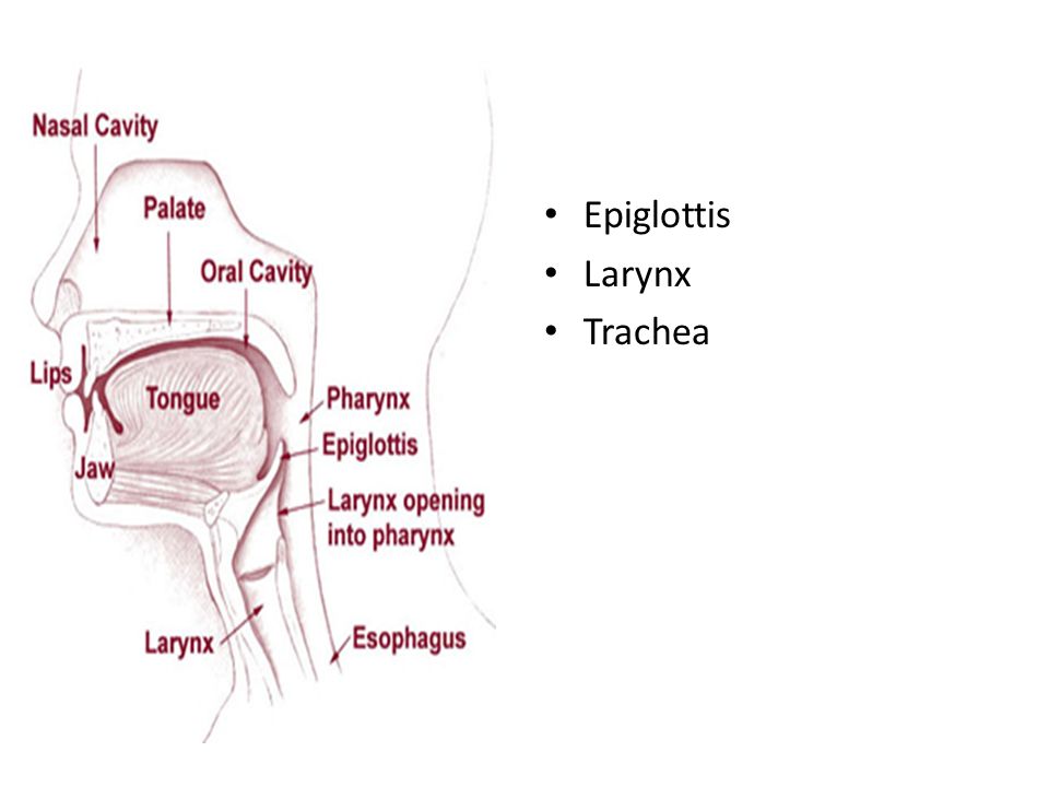 Epiglottis Larynx Trachea