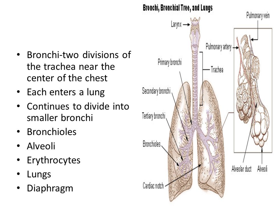 Bronchi-two divisions of the trachea near the center of the chest Each enters a lung Continues to divide into smaller bronchi Bronchioles Alveoli Erythrocytes Lungs Diaphragm