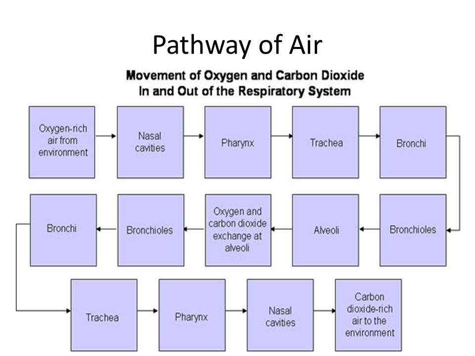Pathway of Air