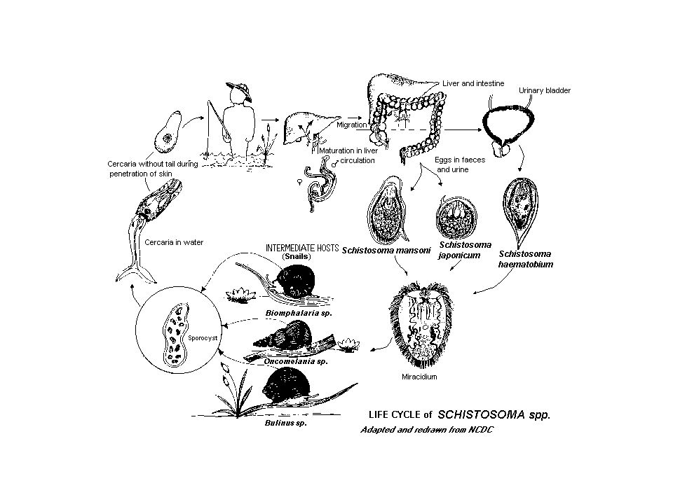 Жизненный цикл шистосомы. Схема жизненного цикла Schistosoma haematobium. Жизненный цикл шистосомы схема. Schistosoma haematobium жизненный цикл. Шистосома гематобиум жизненный цикл.
