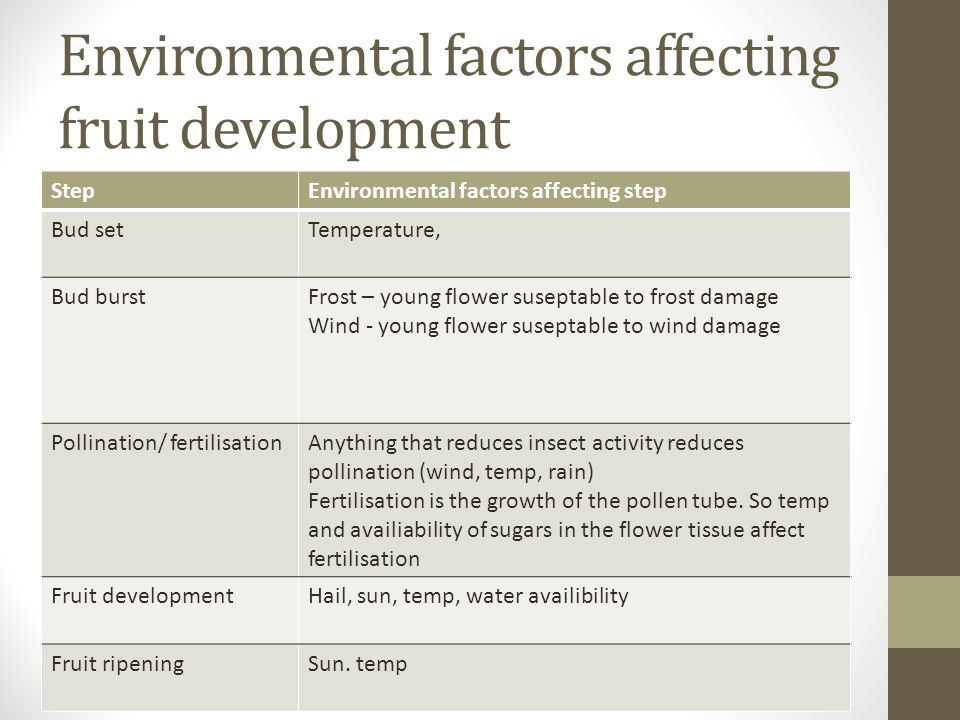 Environmental factors affecting fruit development StepEnvironmental factors affecting step Bud setTemperature, Bud burstFrost – young flower suseptable to frost damage Wind - young flower suseptable to wind damage Pollination/ fertilisationAnything that reduces insect activity reduces pollination (wind, temp, rain) Fertilisation is the growth of the pollen tube.