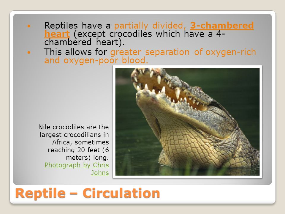 Aquatic Life – Amphibians & Reptiles In this unit we will continue to  discuss the characteristics of aquatic animals categorized as vertebrates ( animals. - ppt download