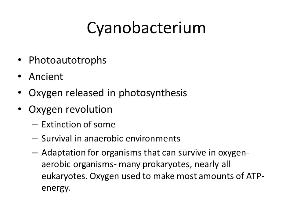 Cyanobacterium Photoautotrophs Ancient Oxygen released in photosynthesis Oxygen revolution – Extinction of some – Survival in anaerobic environments – Adaptation for organisms that can survive in oxygen- aerobic organisms- many prokaryotes, nearly all eukaryotes.