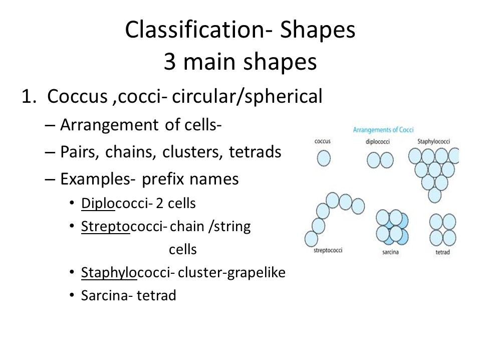 Classification- Shapes 3 main shapes 1.