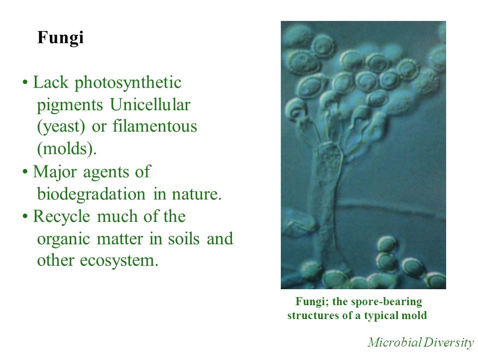 Fungi Lack photosynthetic pigments Unicellular (yeast) or filamentous (molds).