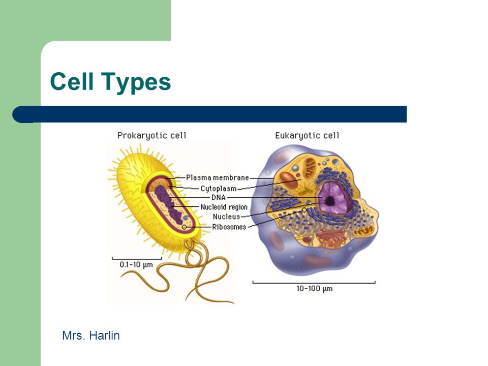 Cell Types Mrs. Harlin