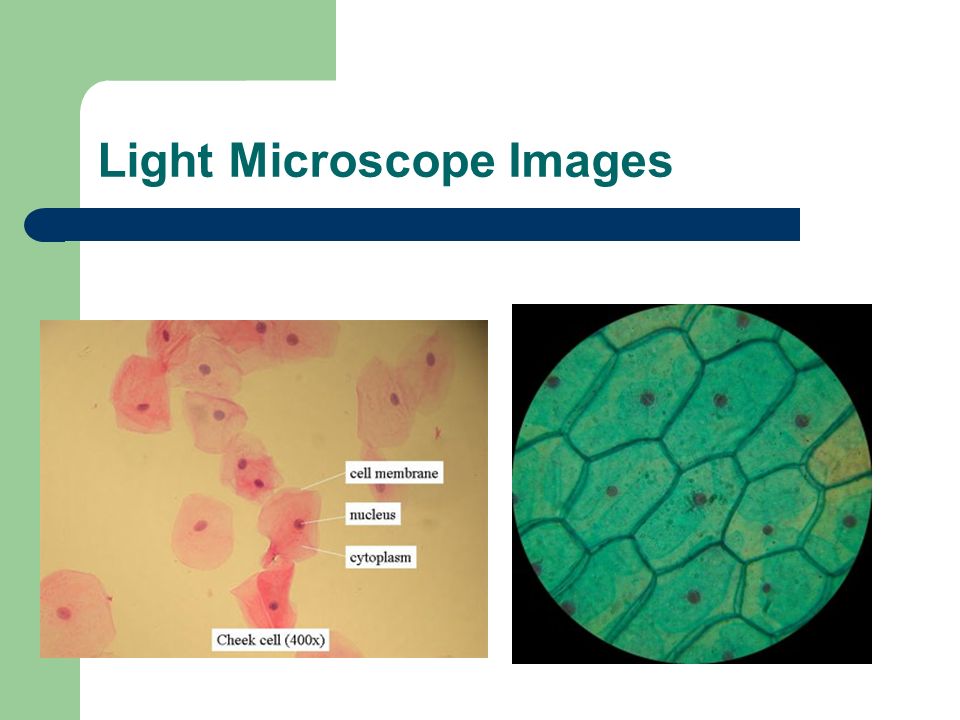 Light Microscope Images