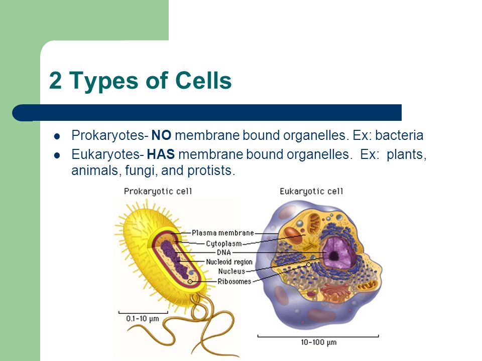 2 Types of Cells Prokaryotes- NO membrane bound organelles.