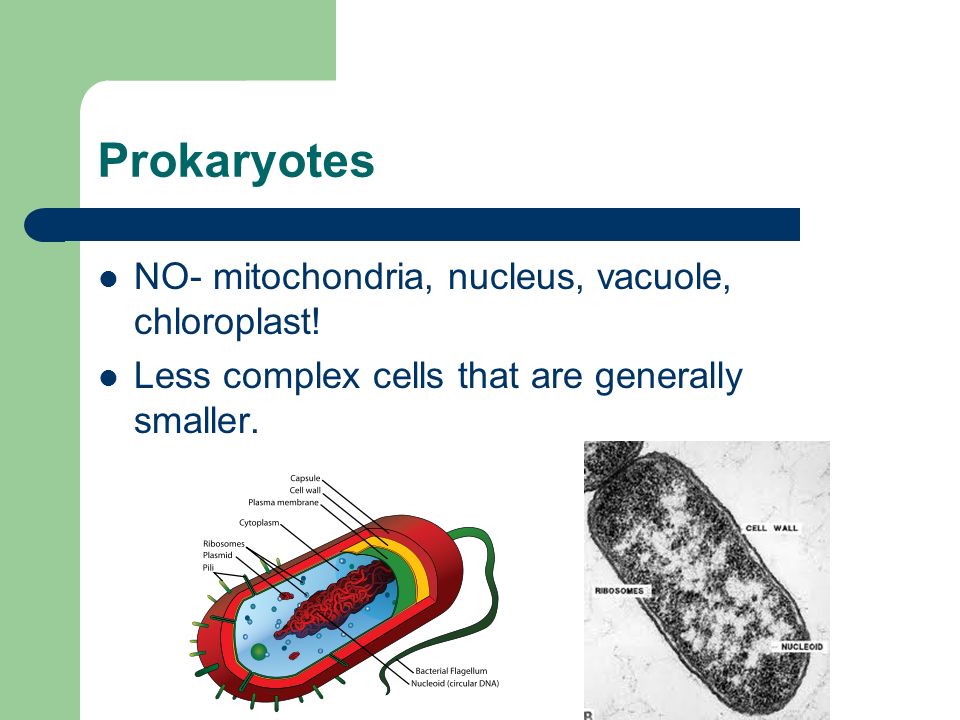 Prokaryotes NO- mitochondria, nucleus, vacuole, chloroplast.