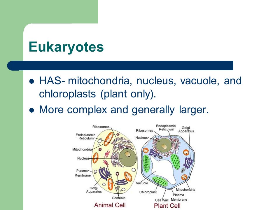 Eukaryotes HAS- mitochondria, nucleus, vacuole, and chloroplasts (plant only).