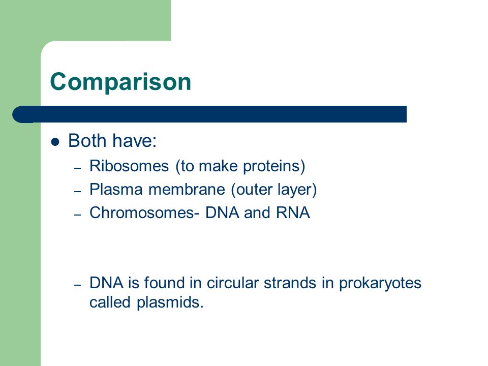 Comparison Both have: – Ribosomes (to make proteins) – Plasma membrane (outer layer) – Chromosomes- DNA and RNA – DNA is found in circular strands in prokaryotes called plasmids.