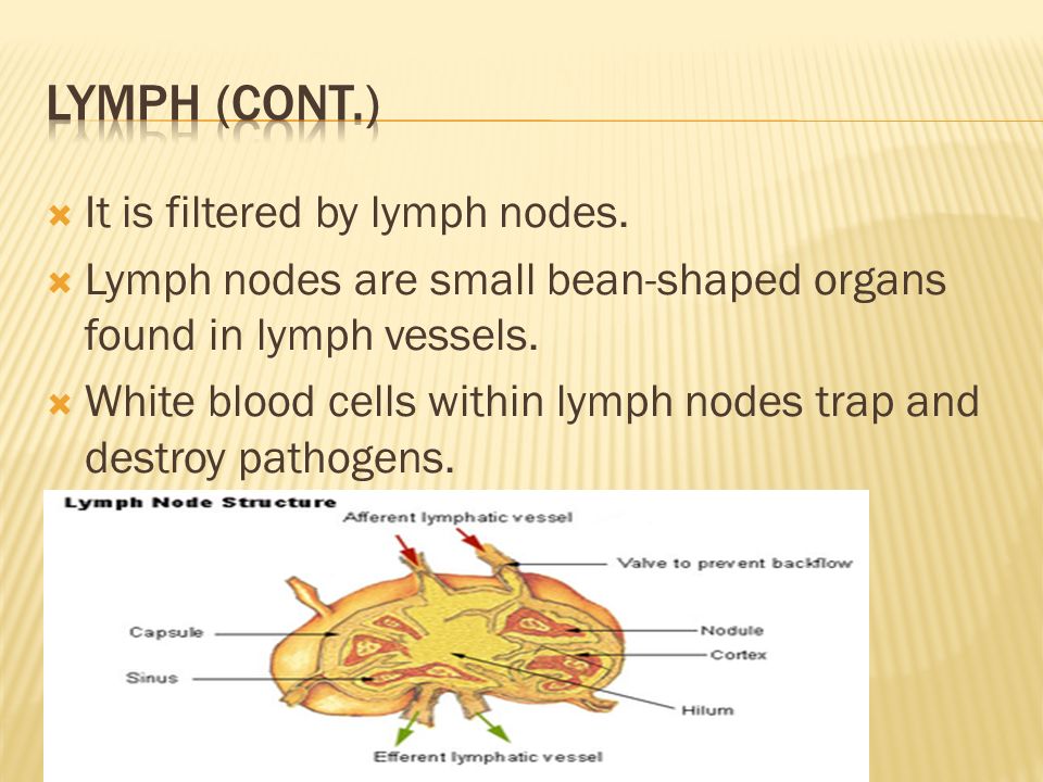  It is filtered by lymph nodes.  Lymph nodes are small bean-shaped organs found in lymph vessels.