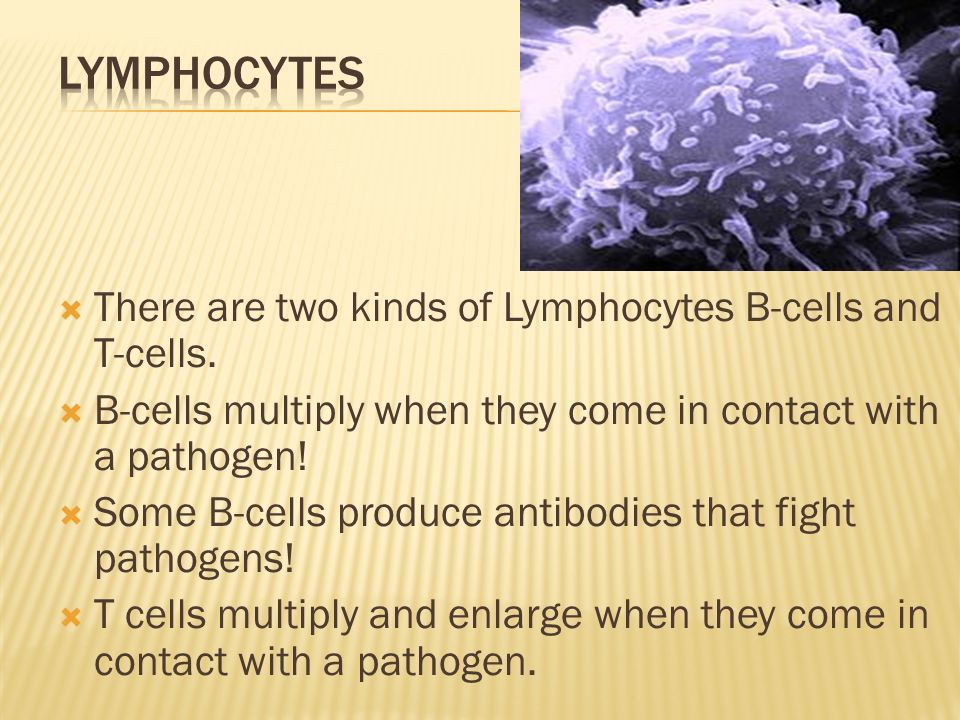  There are two kinds of Lymphocytes B-cells and T-cells.