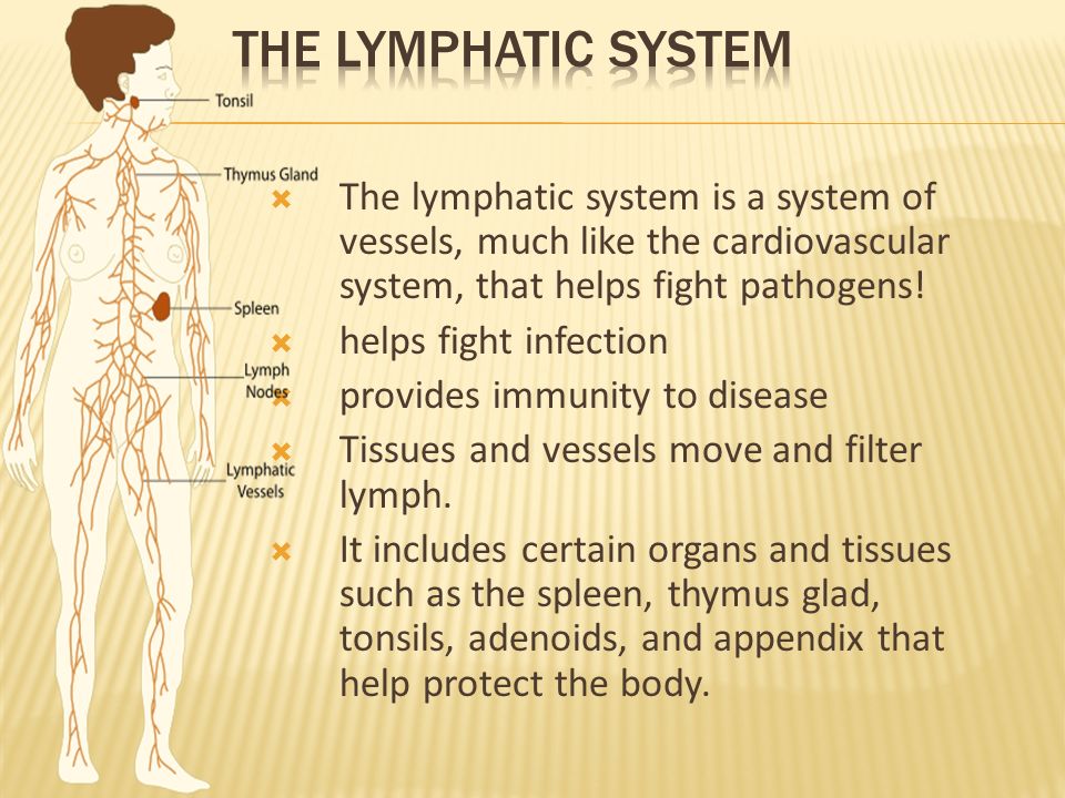  The lymphatic system is a system of vessels, much like the cardiovascular system, that helps fight pathogens.