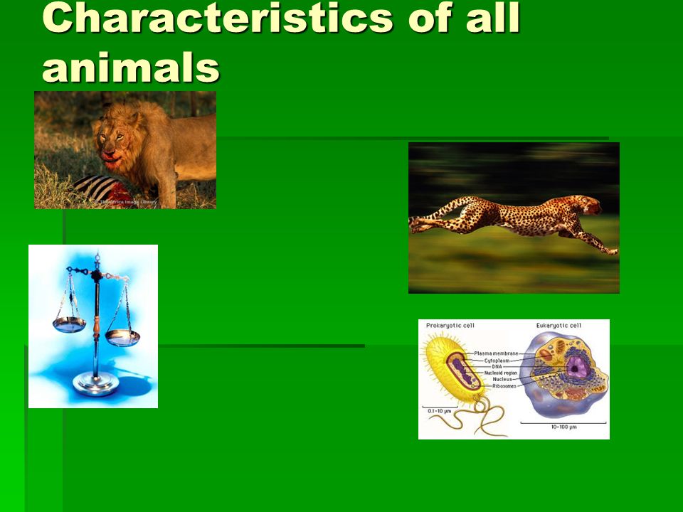Animals! Goal: Students will be able to list the characteristics of animals  and identify the 3 types of symmetry. - ppt download
