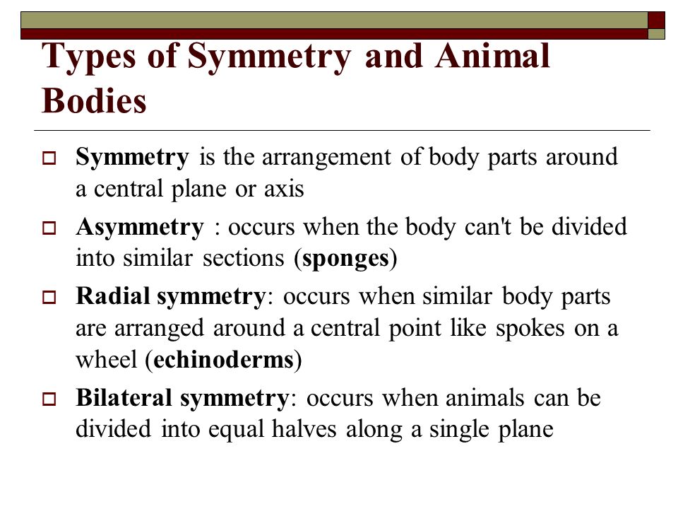 Types of Symmetry and Animal Bodies.  Symmetry is the arrangement of body  parts around a central plane or axis  Asymmetry : occurs when the body  can't. - ppt download