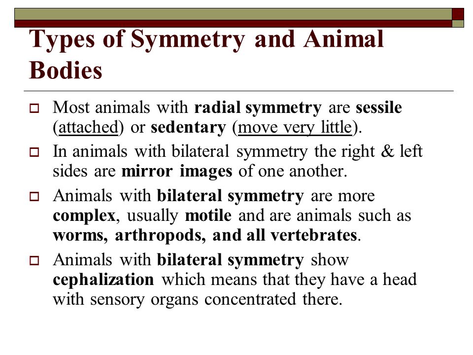 Types of Symmetry and Animal Bodies.  Symmetry is the arrangement of body  parts around a central plane or axis  Asymmetry : occurs when the body  can't. - ppt download