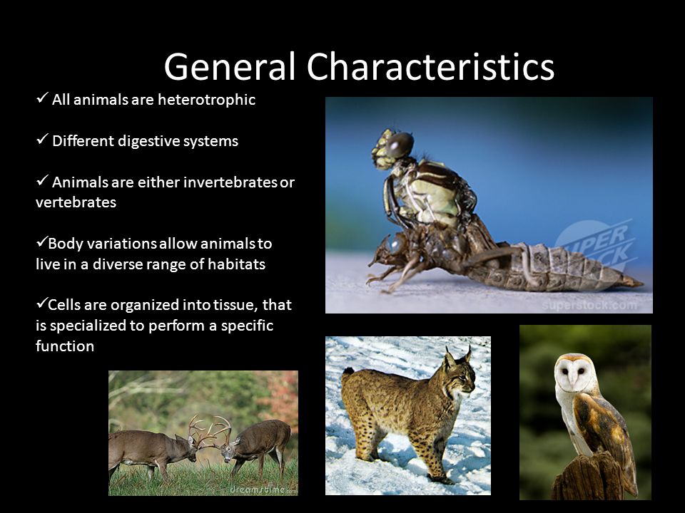 Introduction to Animals. General Characteristics All animals are  heterotrophic Different digestive systems Animals are either invertebrates  or vertebrates. - ppt download