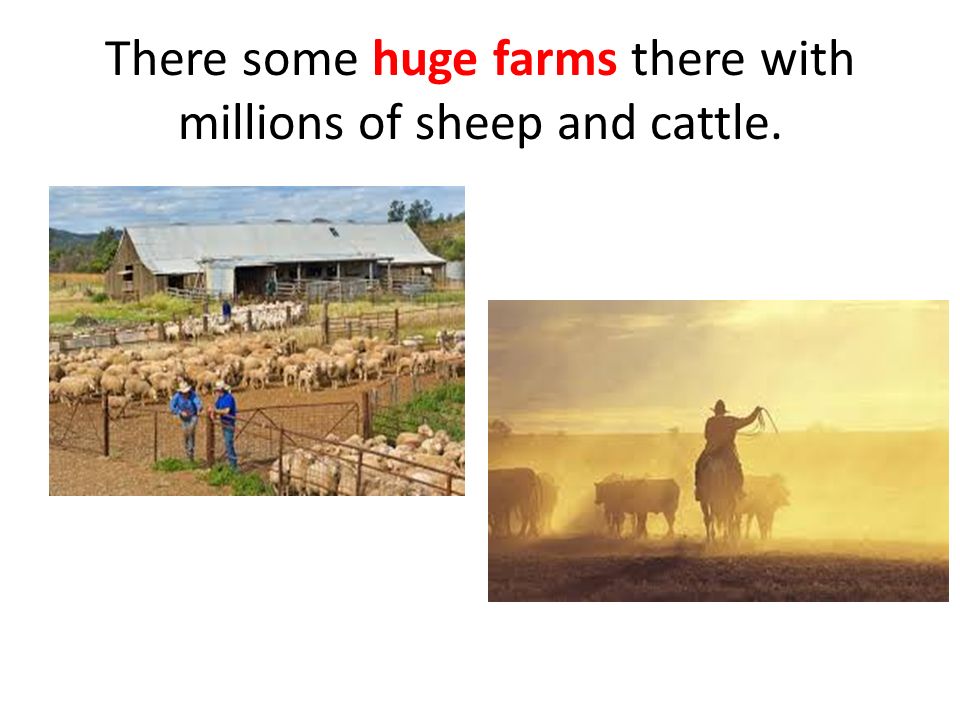 There some huge farms there with millions of sheep and cattle.