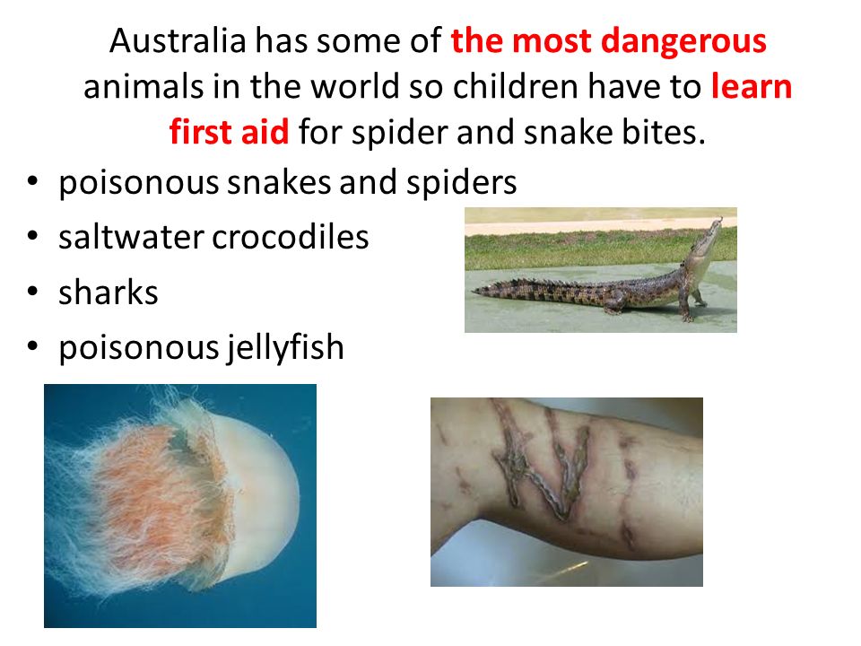 Australia has some of the most dangerous animals in the world so children have to learn first aid for spider and snake bites.