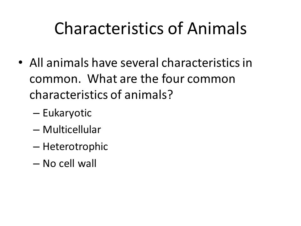 What is an Animal?. Characteristics of Animals All animals have several  characteristics in common. What are the four common characteristics of  animals? - ppt download