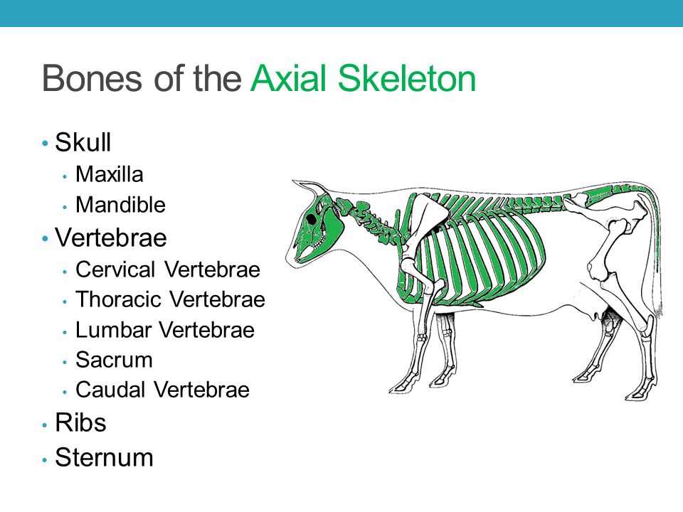 LARGE ANIMAL SKELETAL SYSTEMS. Functions of the Skeletal System Form  Protection Support Strength. - ppt download